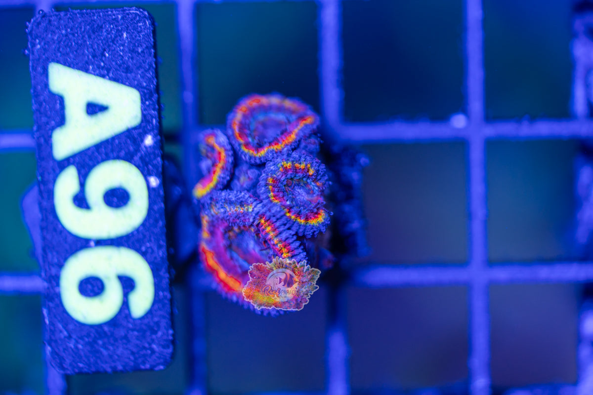 WYSIWYG 96 Rainbow Acan