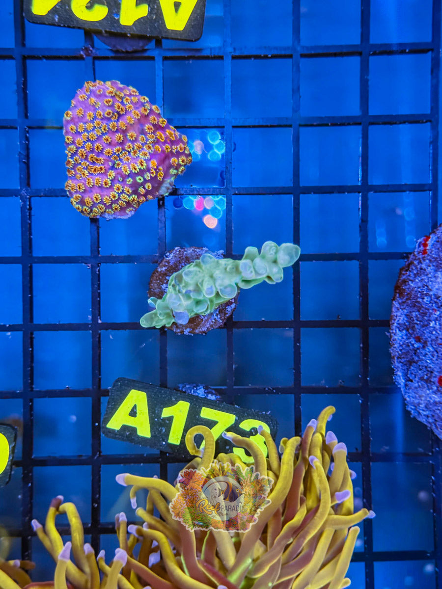 WYSIWYG A173 WWC Yellow Tip Acro