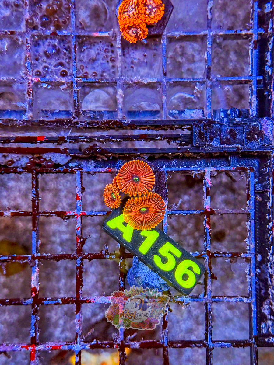 WYSIWYG A156 Zoa