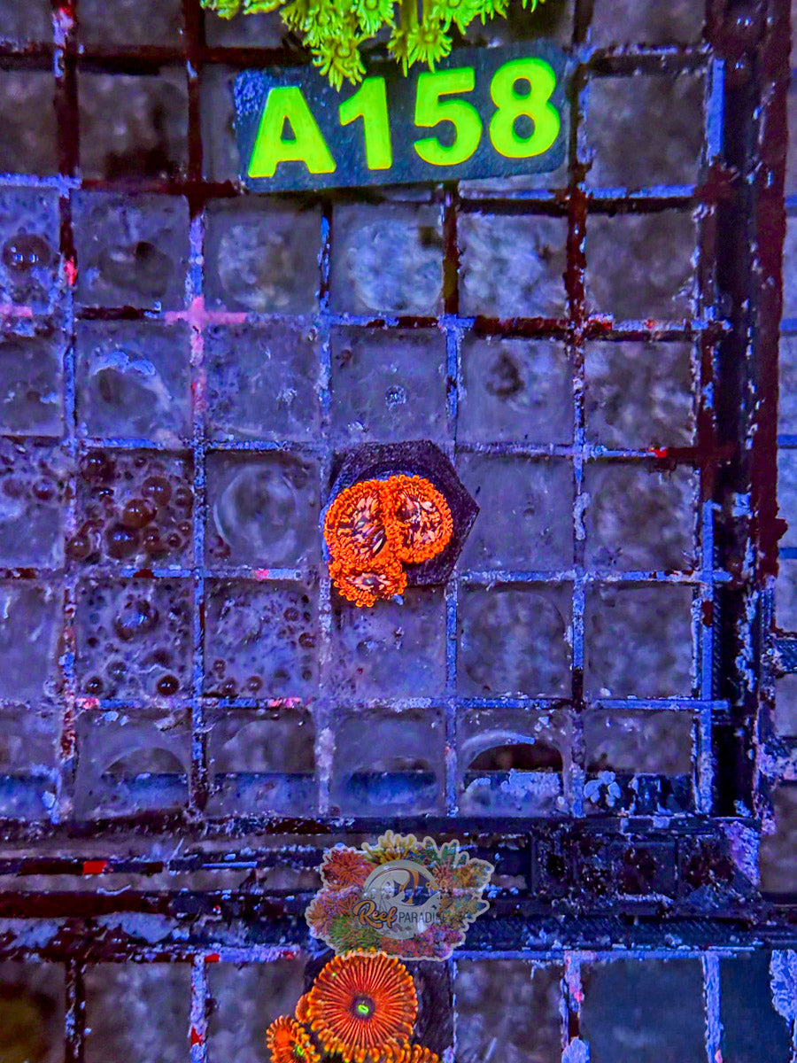 WYSIWYG A157 Utter Chaos Zoa