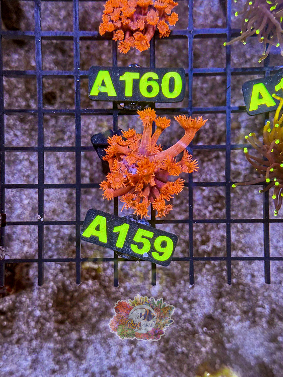 WYSIWYG A159 Ultra Red Goni