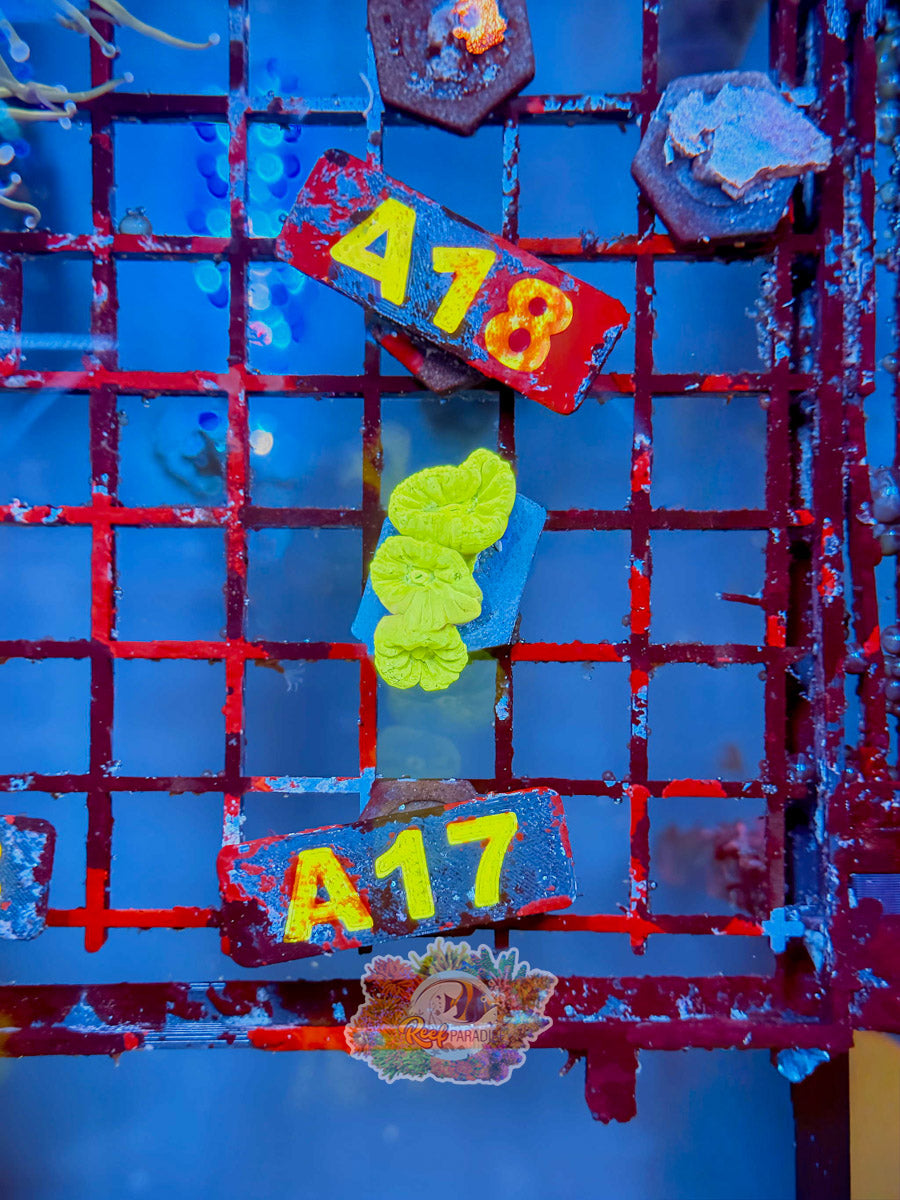 WYSIWYG A17 Neon Candy Cane