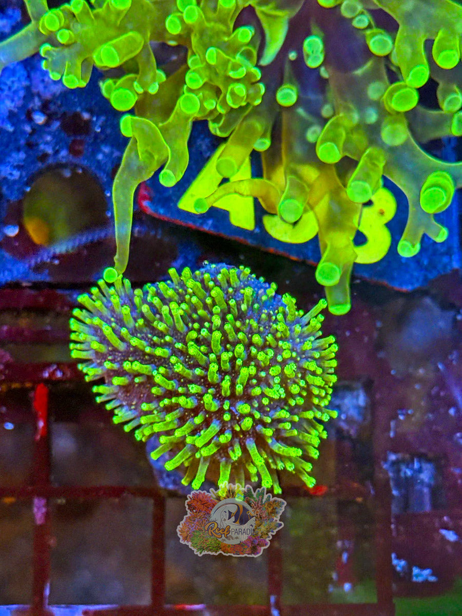 WYSIWYG A92 Tyree Toadstool
