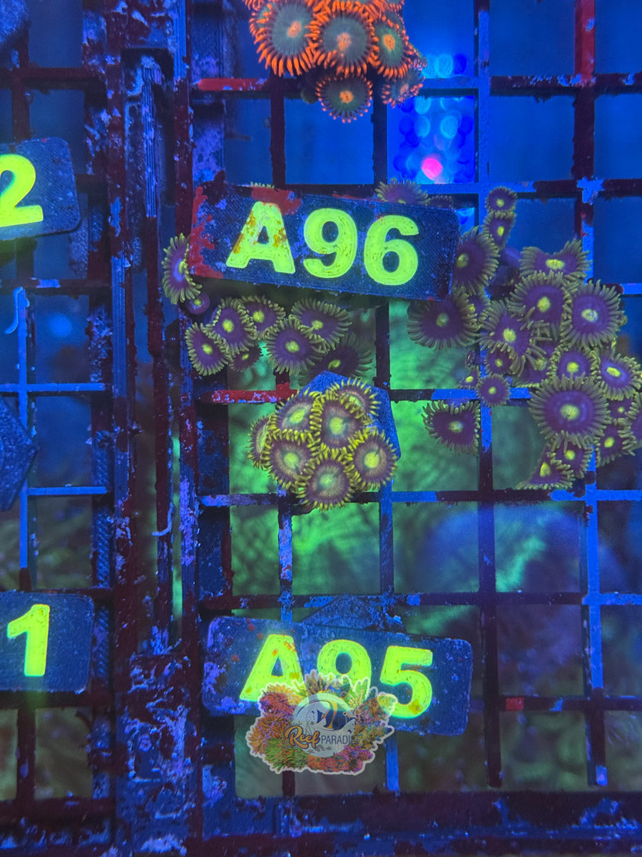 WYSIWYG A95 Zoa