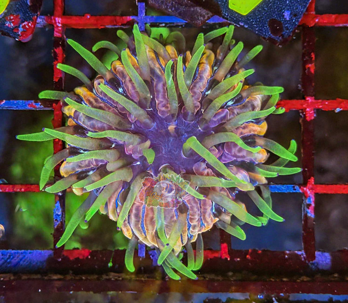 WYSIWYG 44 Rainbow Plate Coral *Spawned in store*