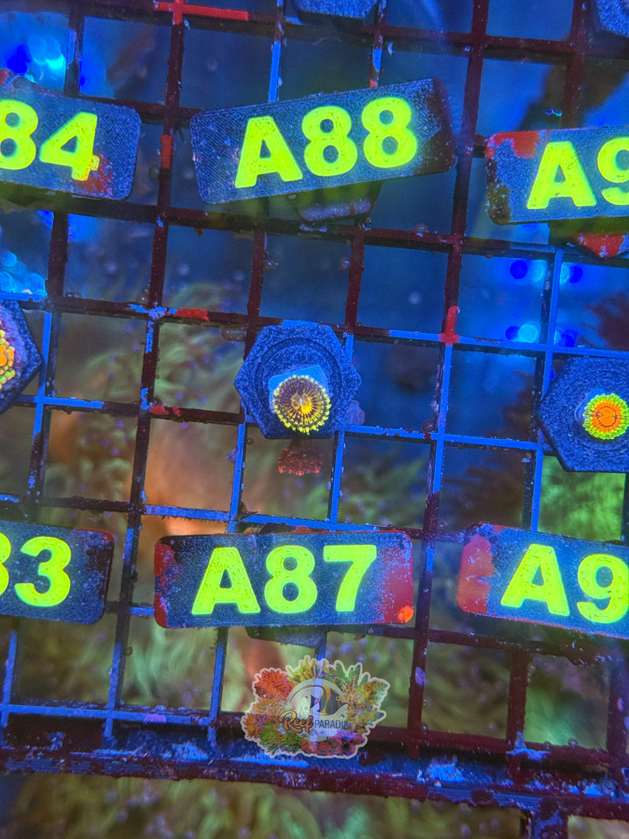 WYSIWYG A87 Yellow Zoa