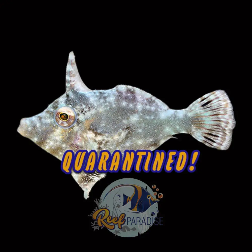 Aptasia Eating File Fish