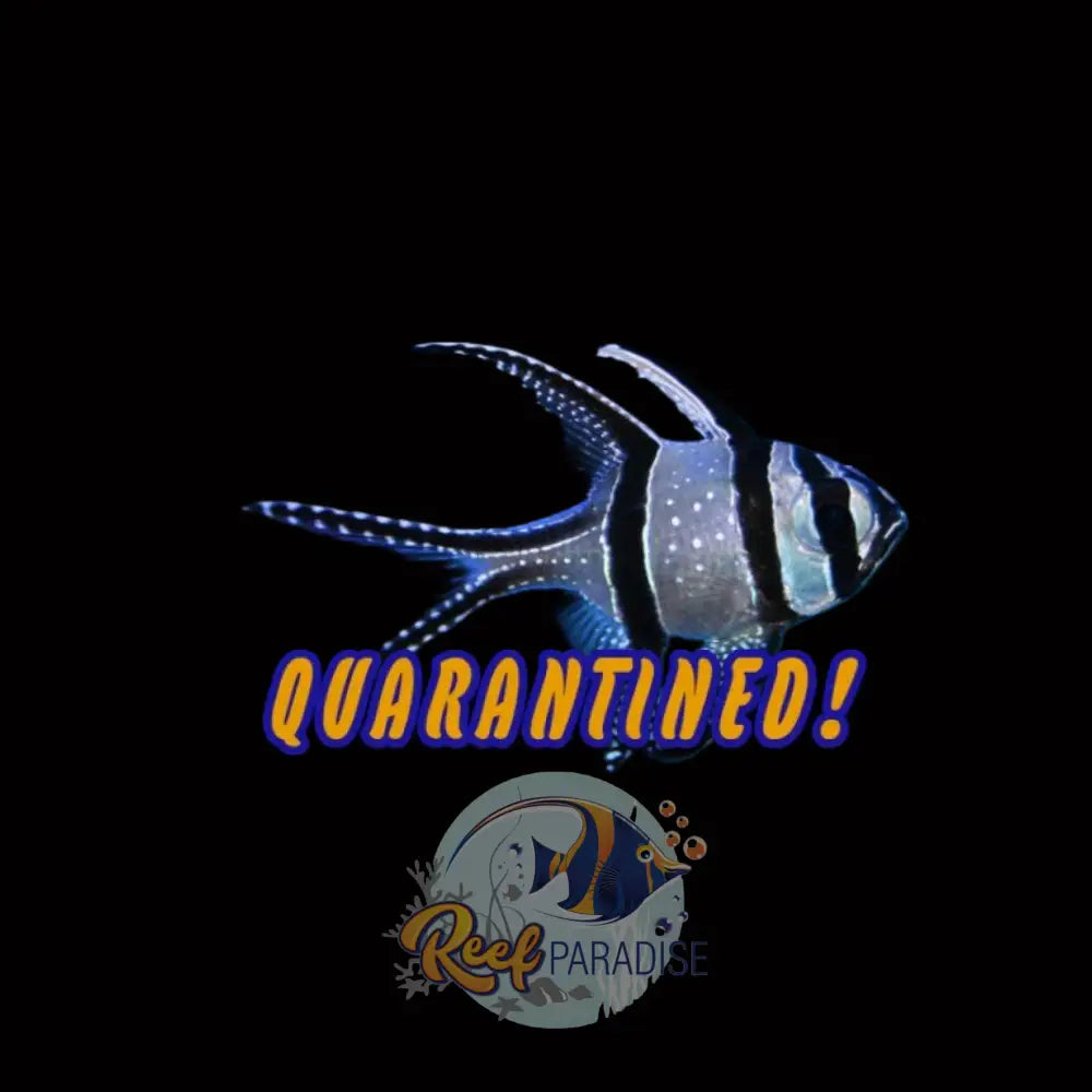 Bengaii Cardinal (Captive Bred)