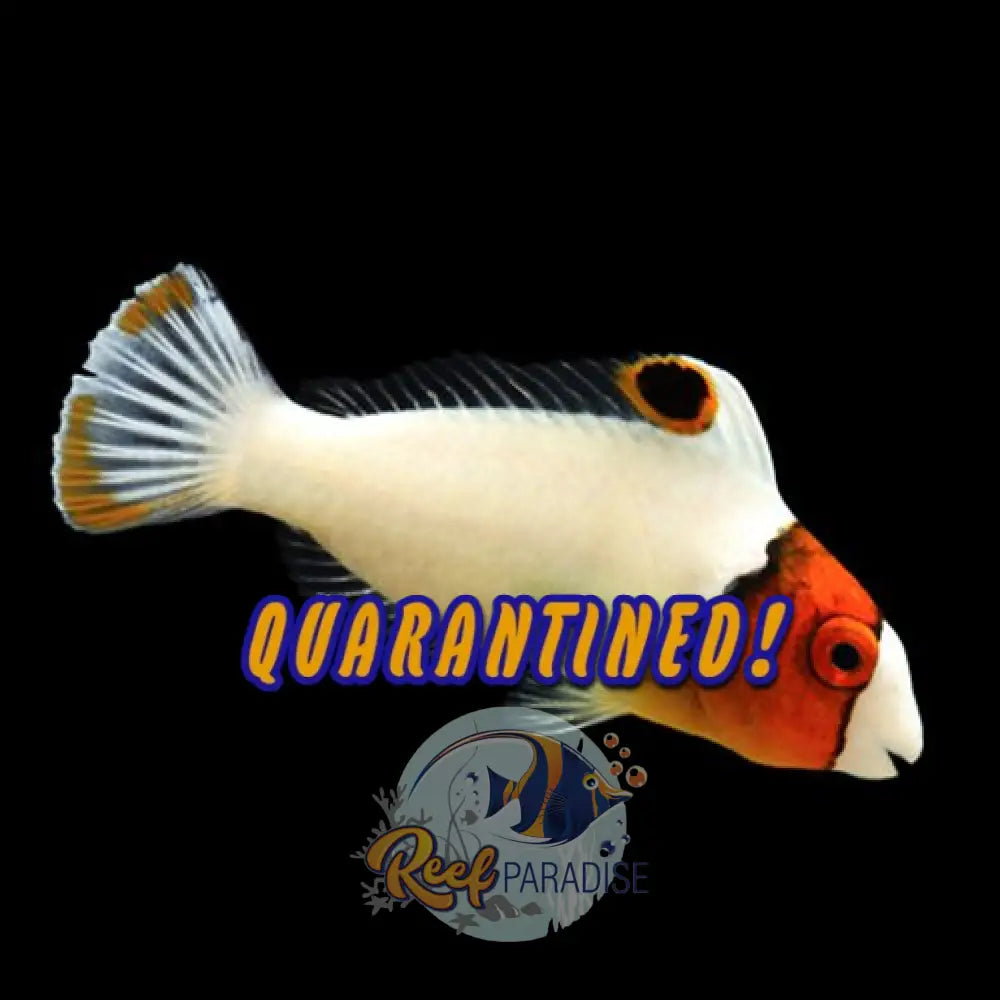 Bi Colour Parrotfish Juv