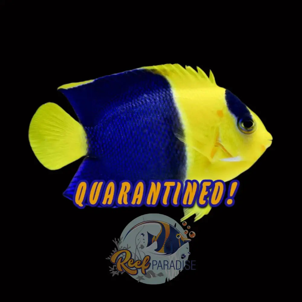 Bicolor Angelfish