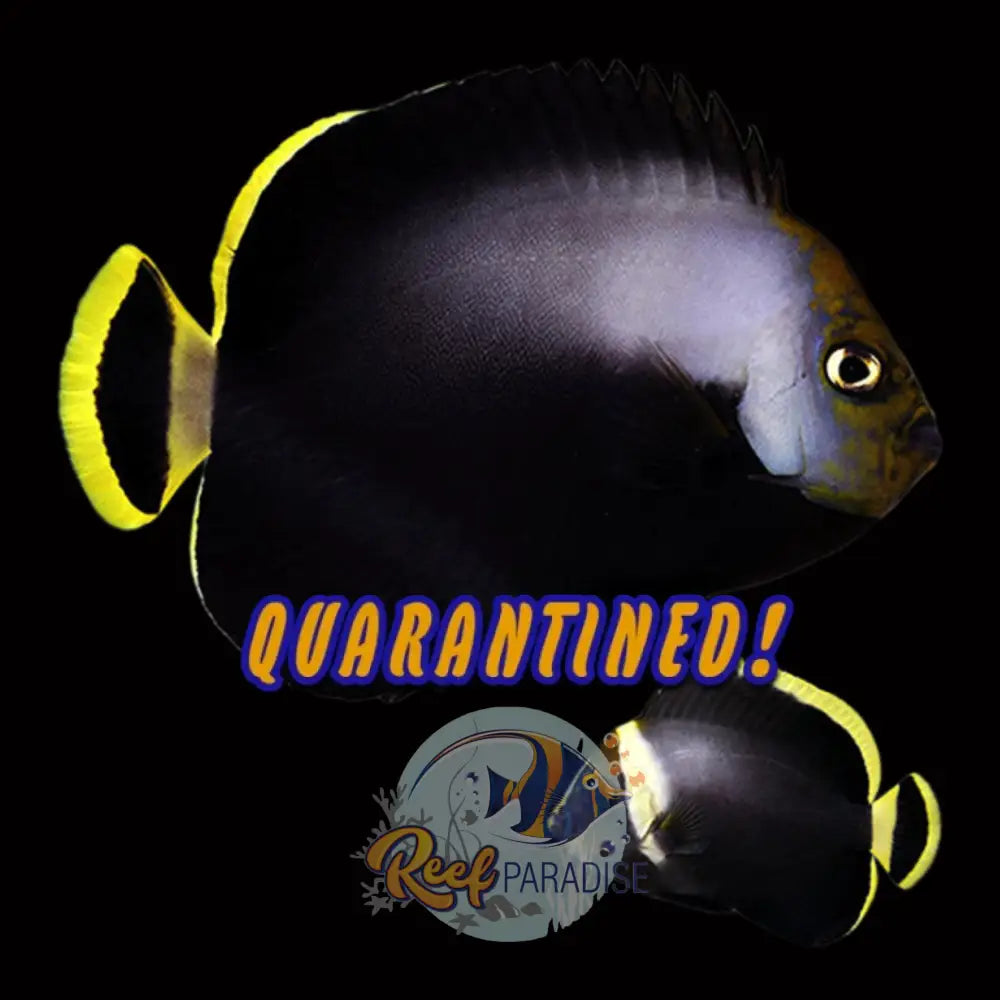 Black Velvet Angelfish Adult