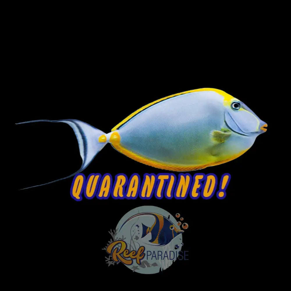 Blonde Naso Tang SHOW SIZE XL WITH STREAMERS