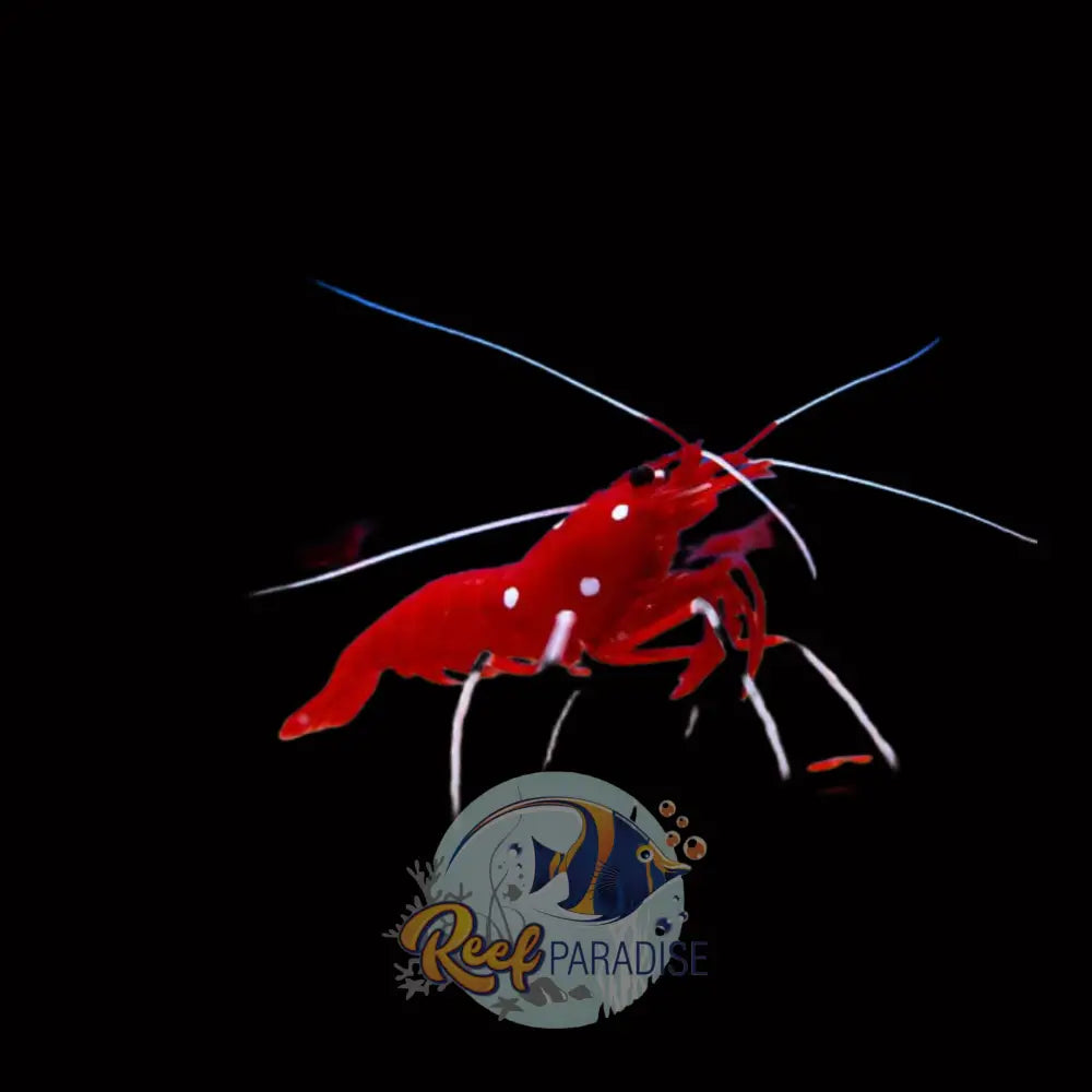 Blood Shrimp