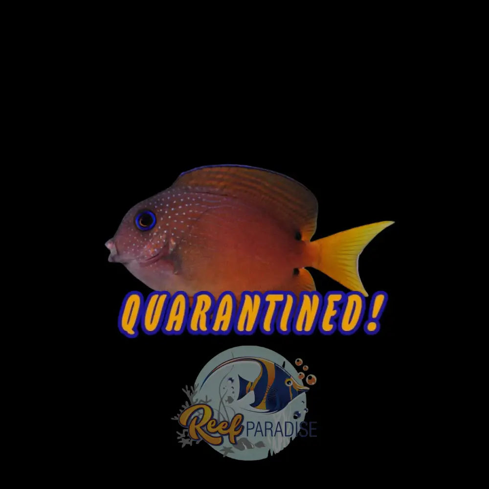 Blue Eye Bristletooth