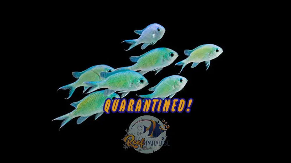 Blue Green Chromis (Uronmea Treated 14 Days)