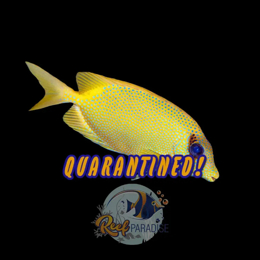 Blue Spotted Rabbitfish Large