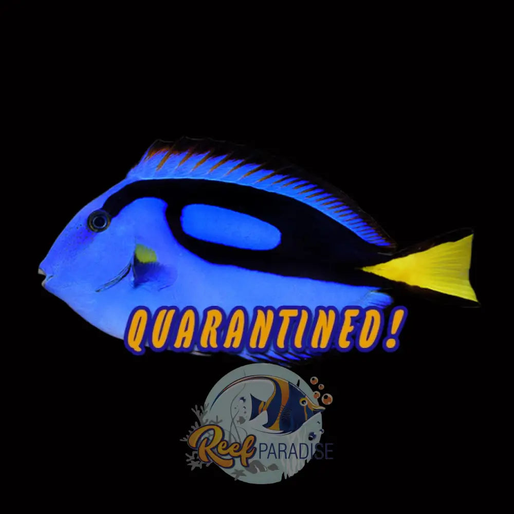 Blue Tang (Captive Bred)