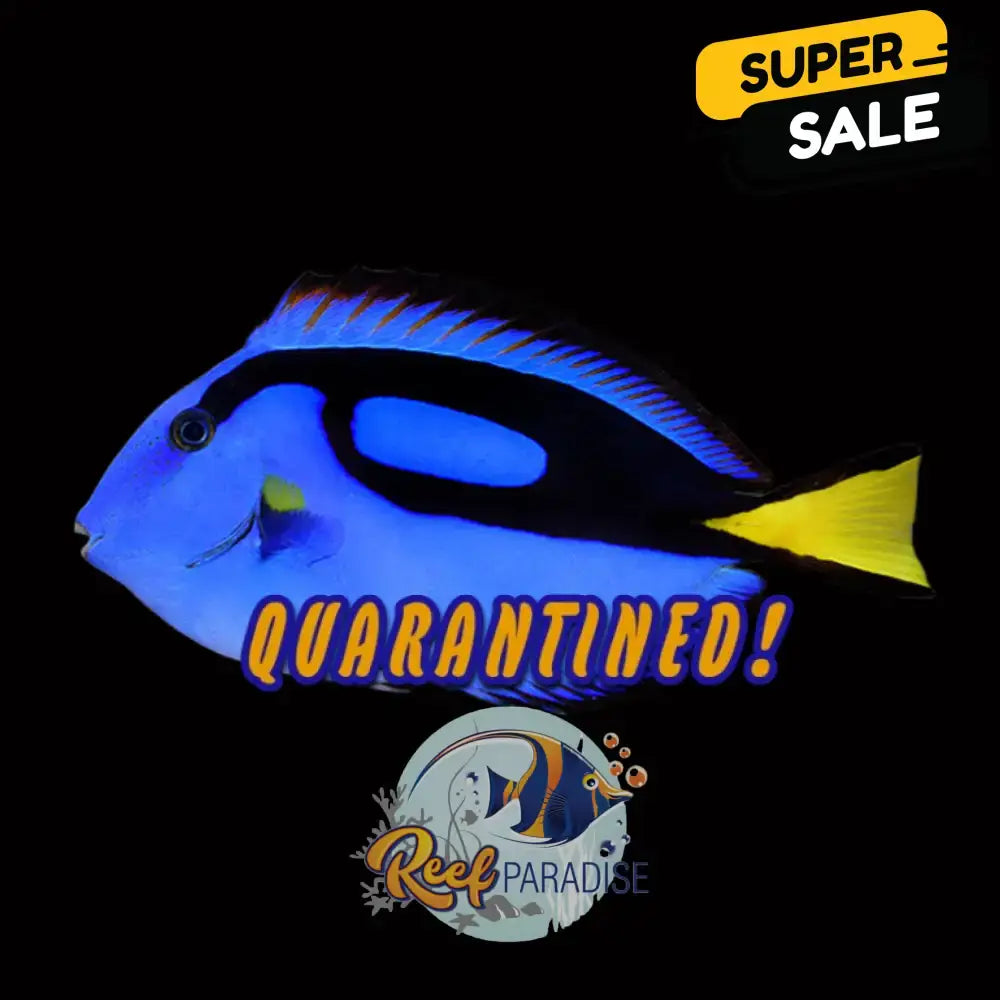 Blue tang captive bred Large