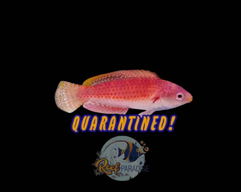 Blue Throat Fairy Wrasse - Female