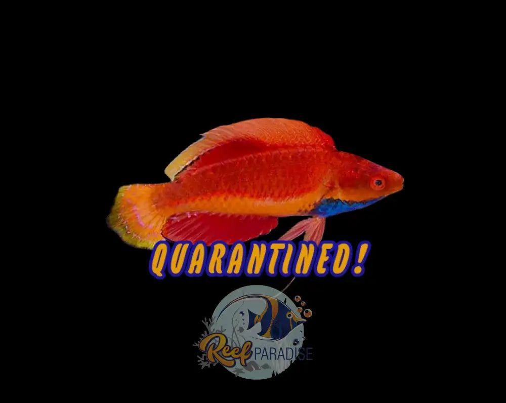 Blue Throat Fairy Wrasse - Male