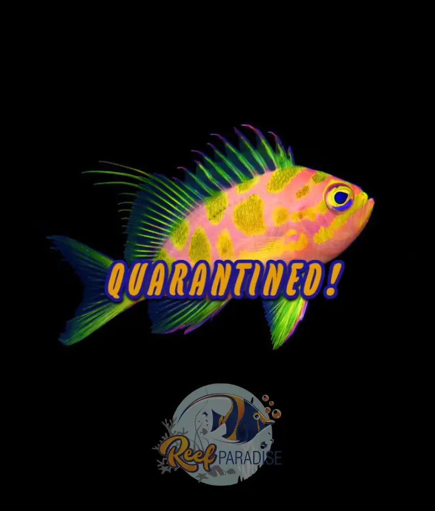 Borbonius Anthias Small Single