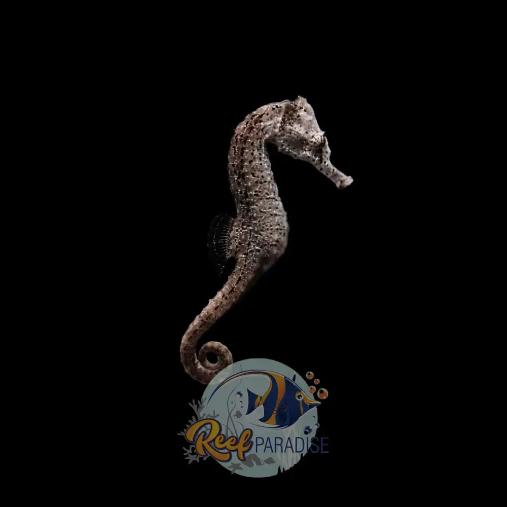 Captive Bred Erectus Seahorse (LOCALLY BRED)