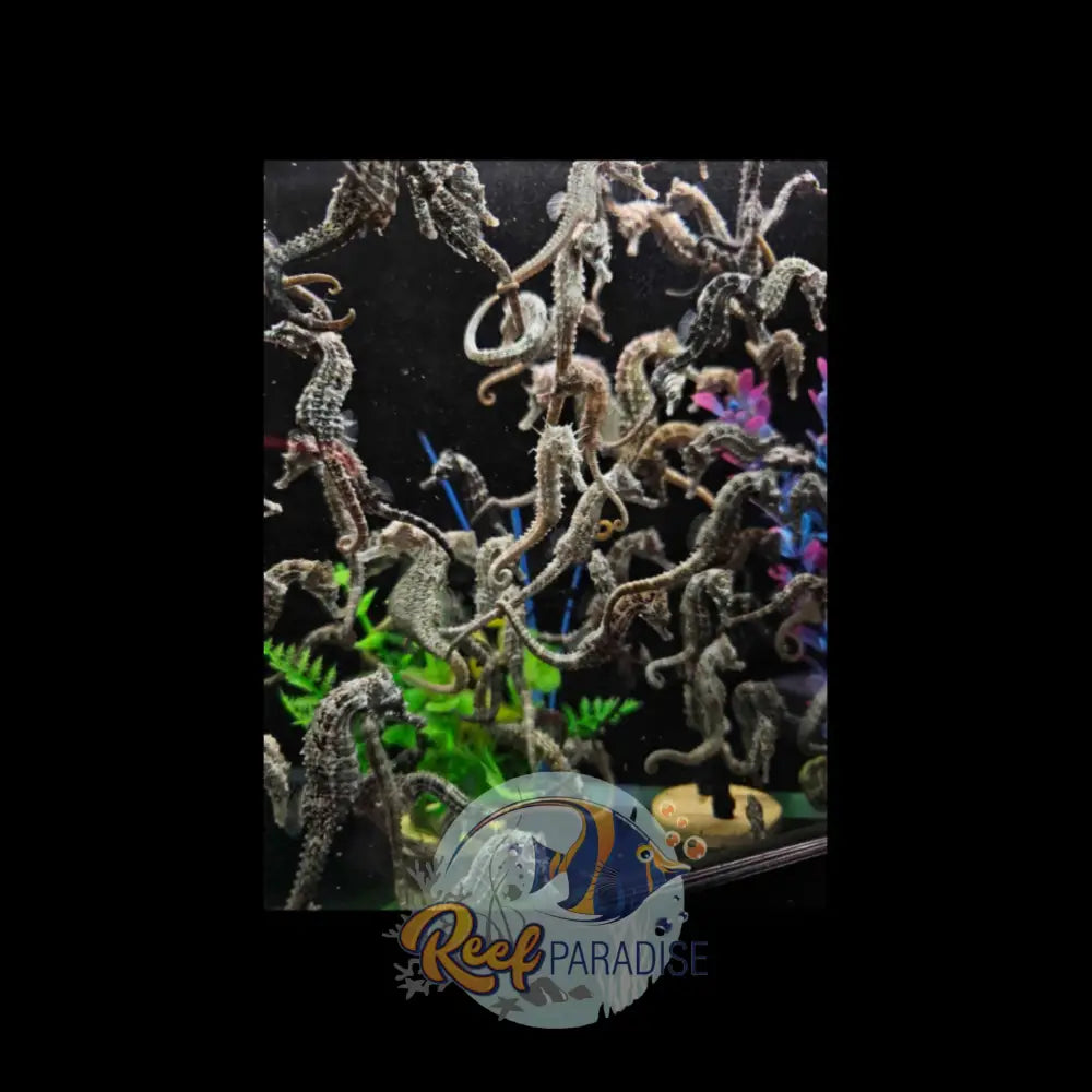 Captive Bred Erectus Seahorse (LOCALLY BRED)