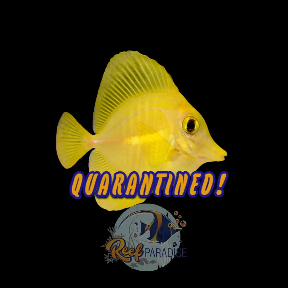 Captive Bred Yellow Tang Medium