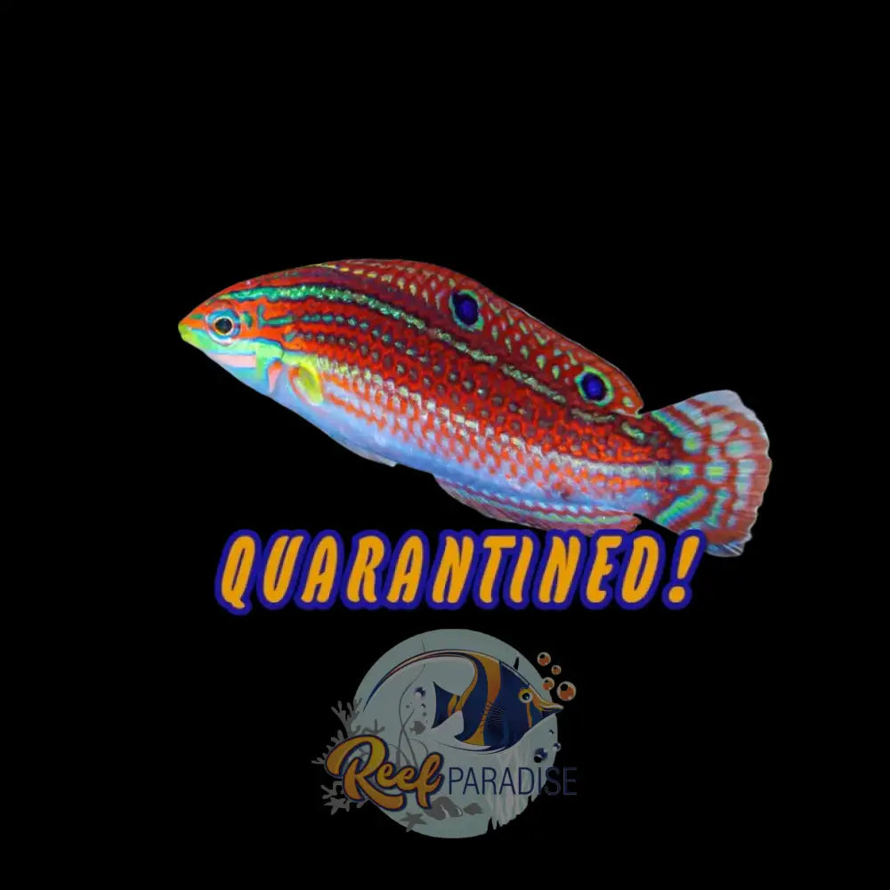 Christmas Wrasse
