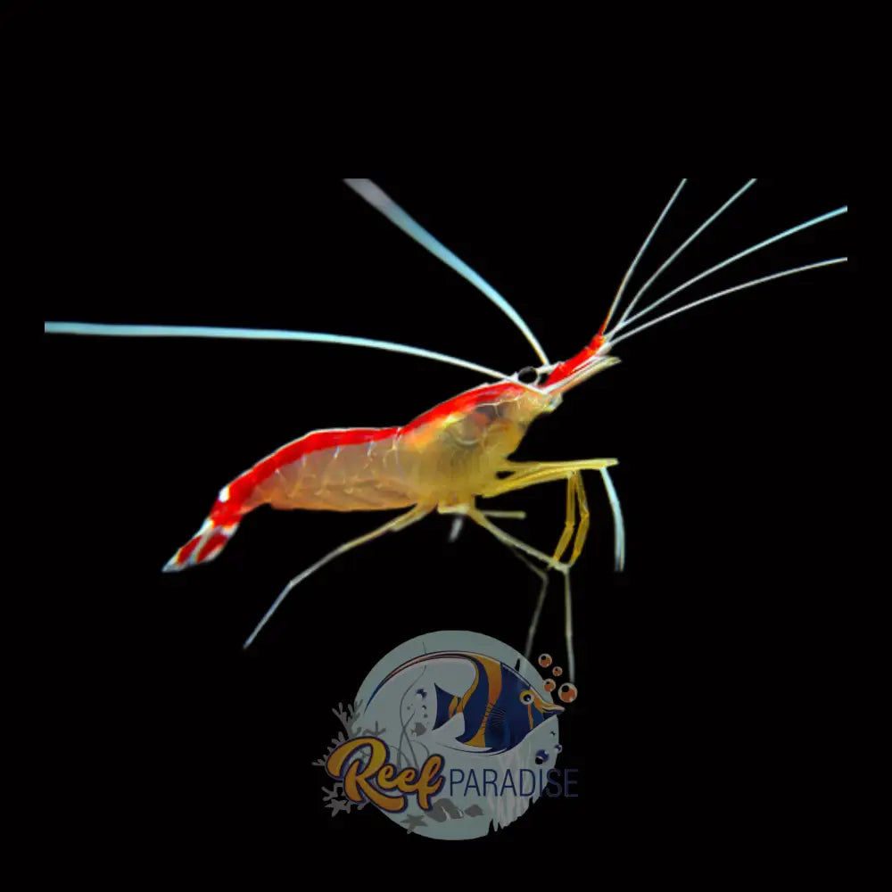 Cleaner Shrimp Large