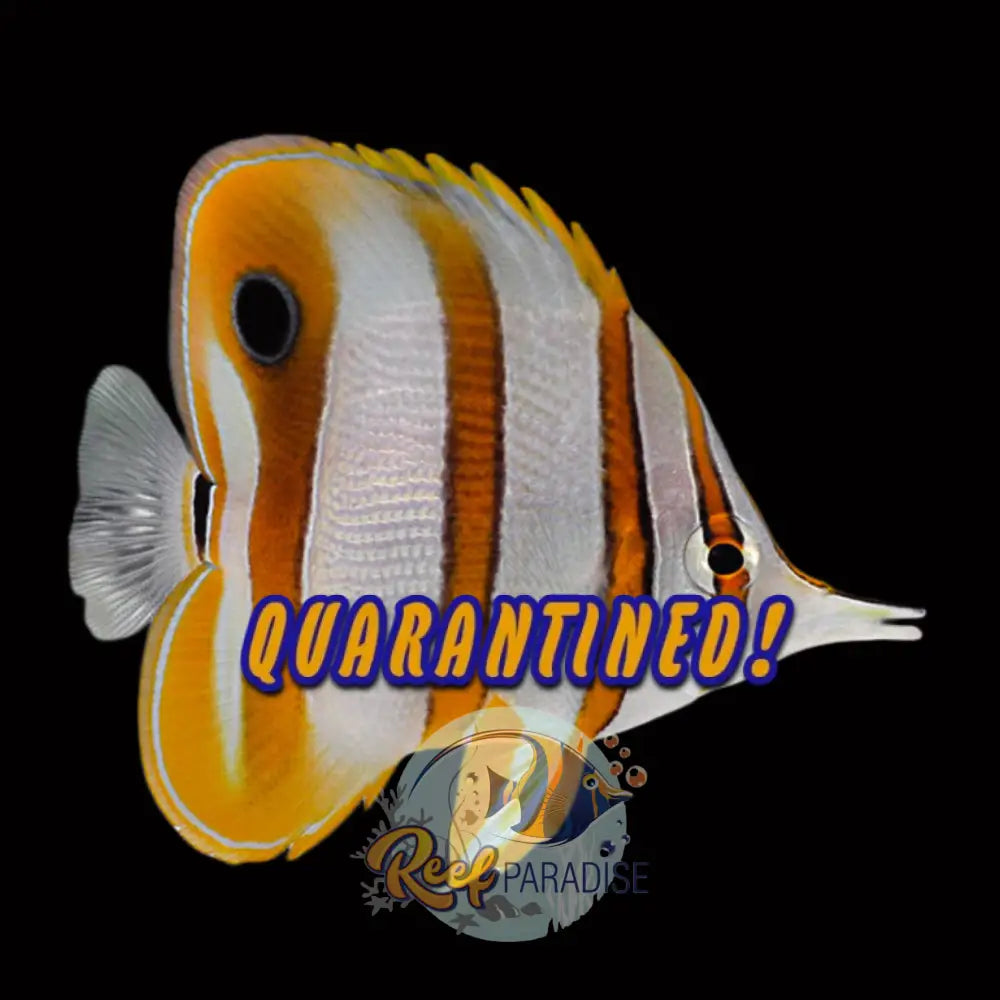 Copperband Butterfly (Large)