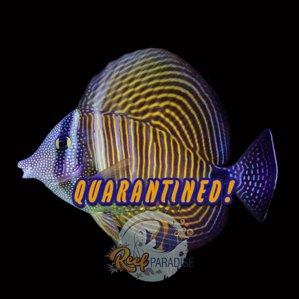 Dejardini Sailfin Tang (Adult)