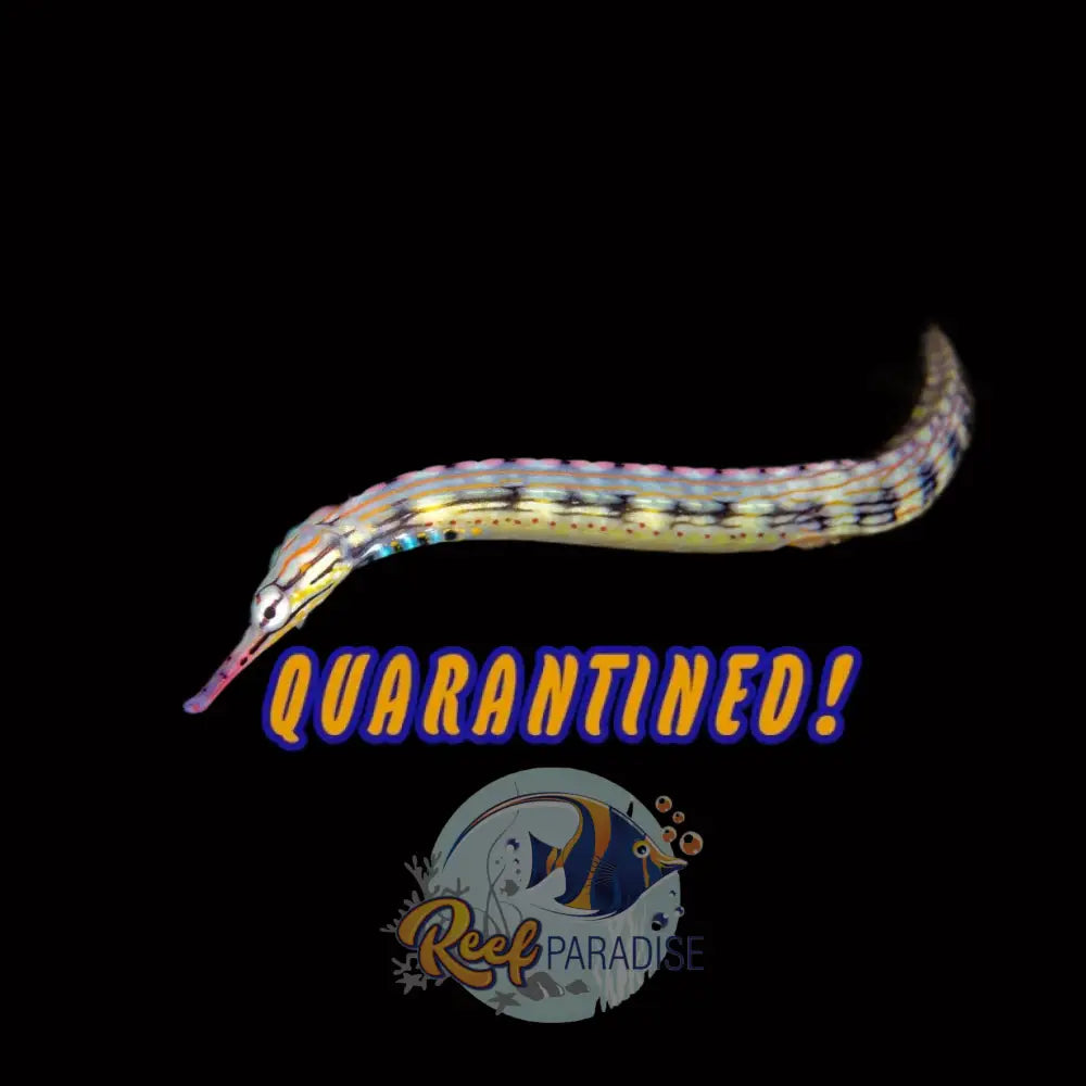 Dragon Face Pipefish