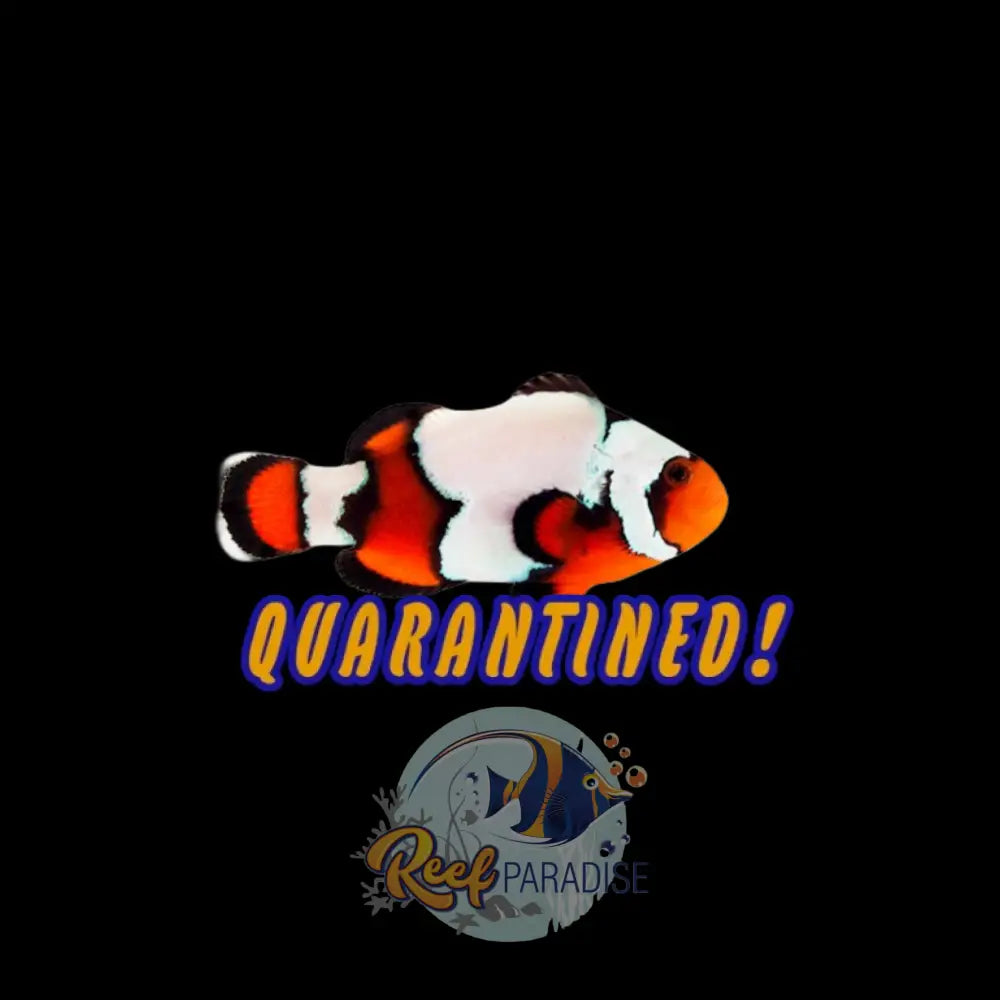 Extreme Snowflake Clownfish