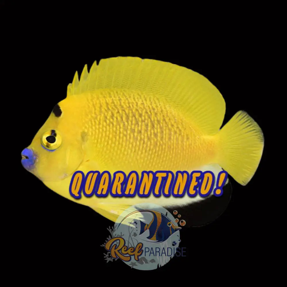 Flagfin Angelfish