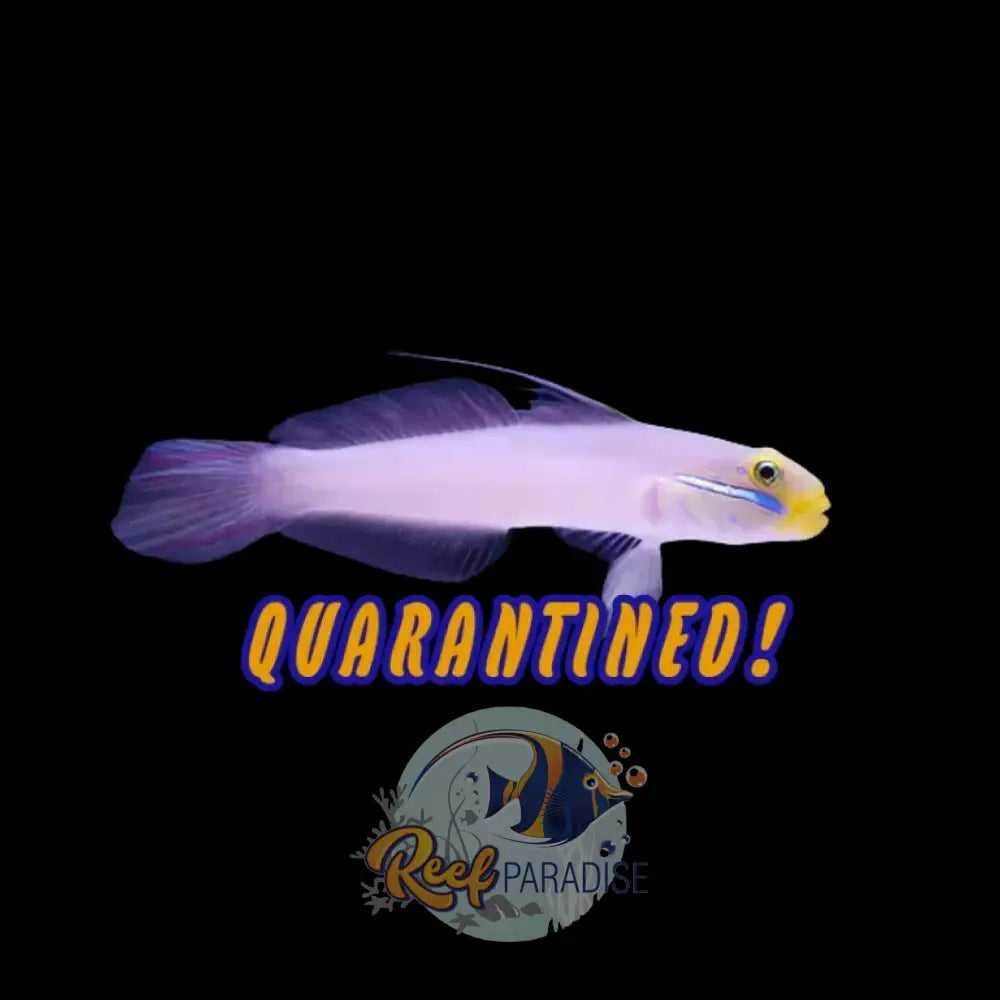 Gold Head Sand Sifting Goby