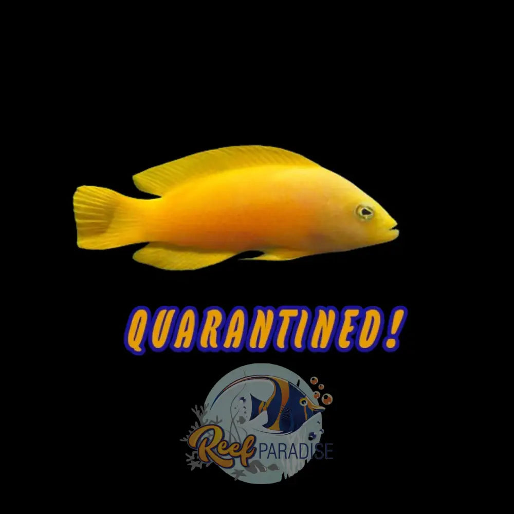 Golden Dottyback