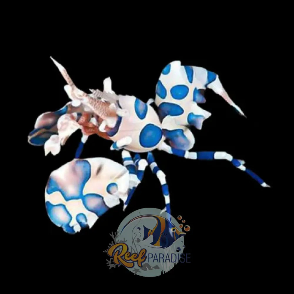 Harlequin Shrimp