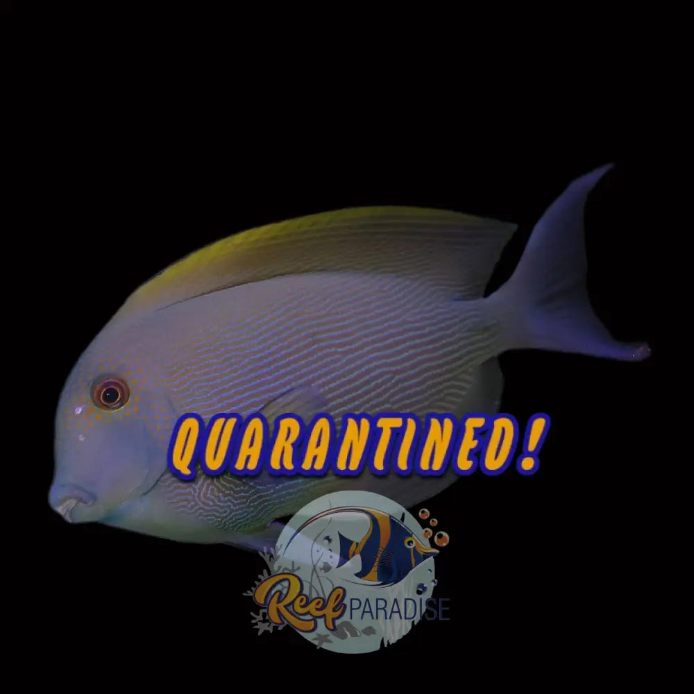 Lined Bristletooth Tang