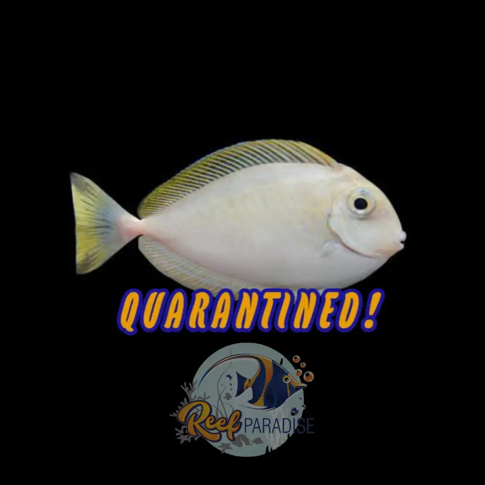 Lopzei Unicorn Tang Juv