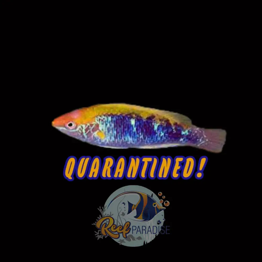 Lubbocks Fairy Wrasse