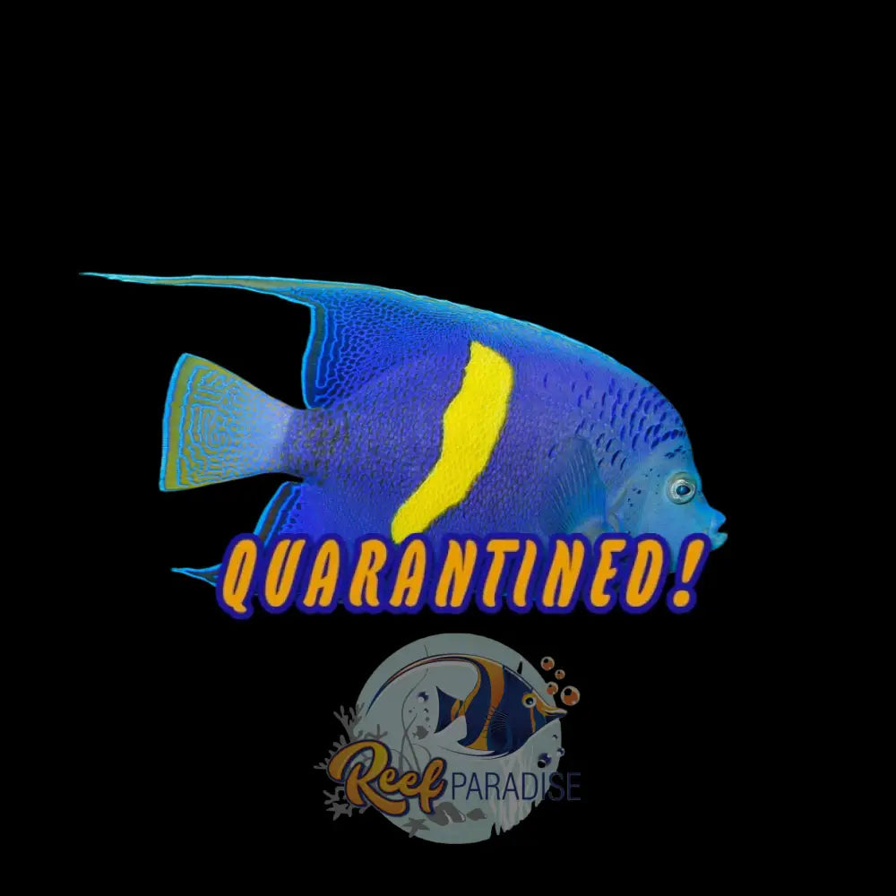 Maculosus Angel Red Sea