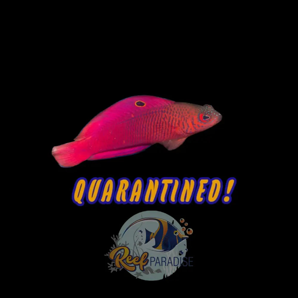 McCullochi Dottyback