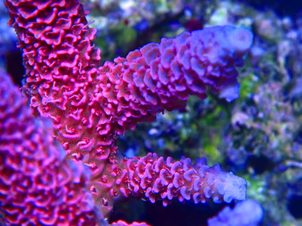 Bubblegum Millepora