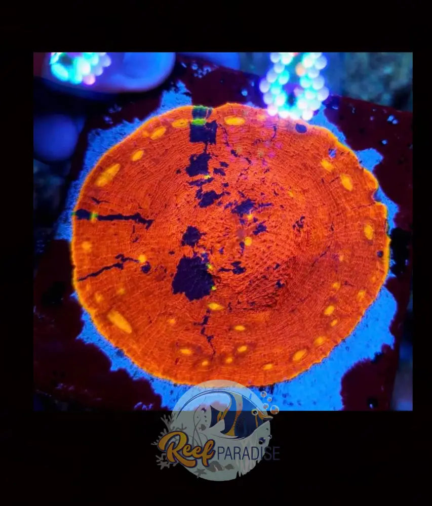 Og Rr Rainbow Dynamite Chalice Frag