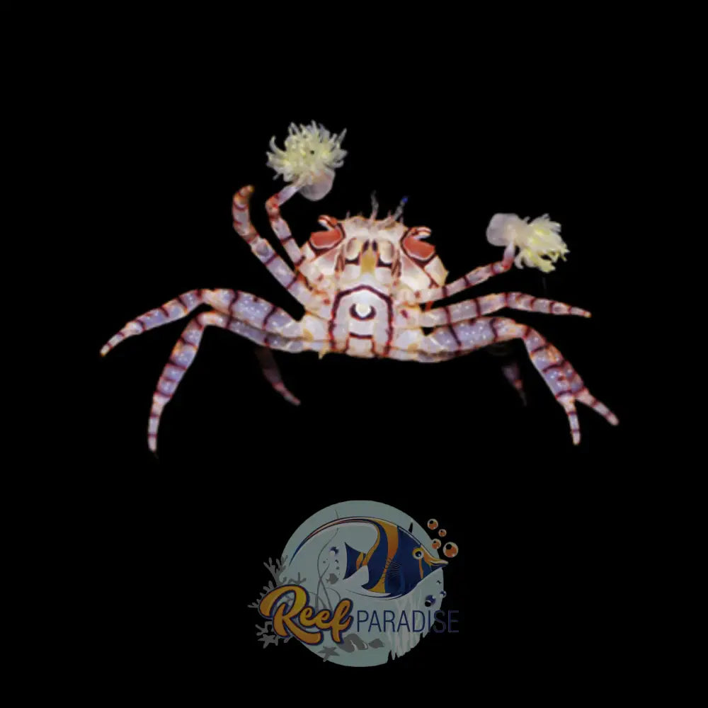 Pom Crab