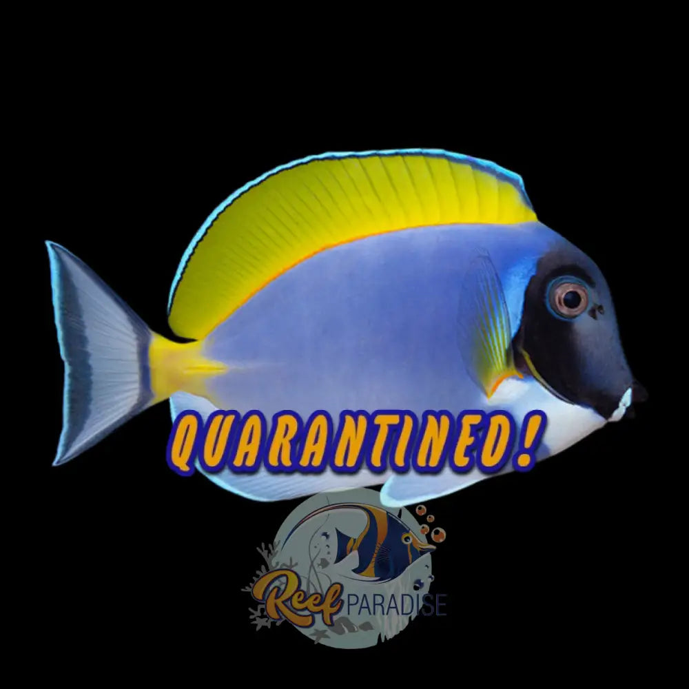 Powder Blue Tang Medium