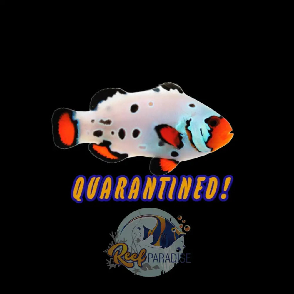 Premium Frostbite Clownfish