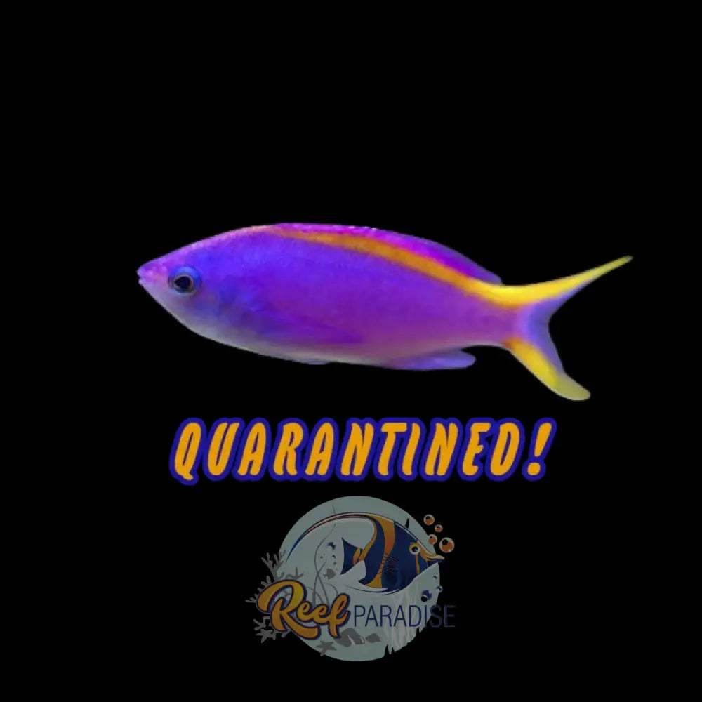 Purple Queen Anthias