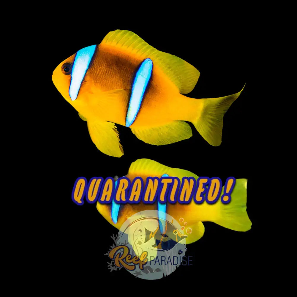 Red Sea Blue Bar Clownfish Wildcaught Pair